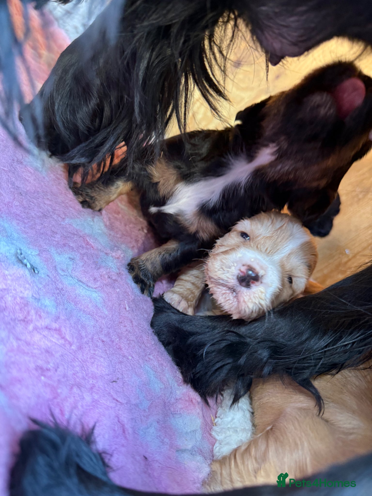 Cocker Spaniel dogs 3 stunning working cocker spaniel babies for sale - Advert 13
