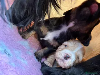 Cocker Spaniel dogs 3 stunning working cocker spaniel babies for sale - Advert 13