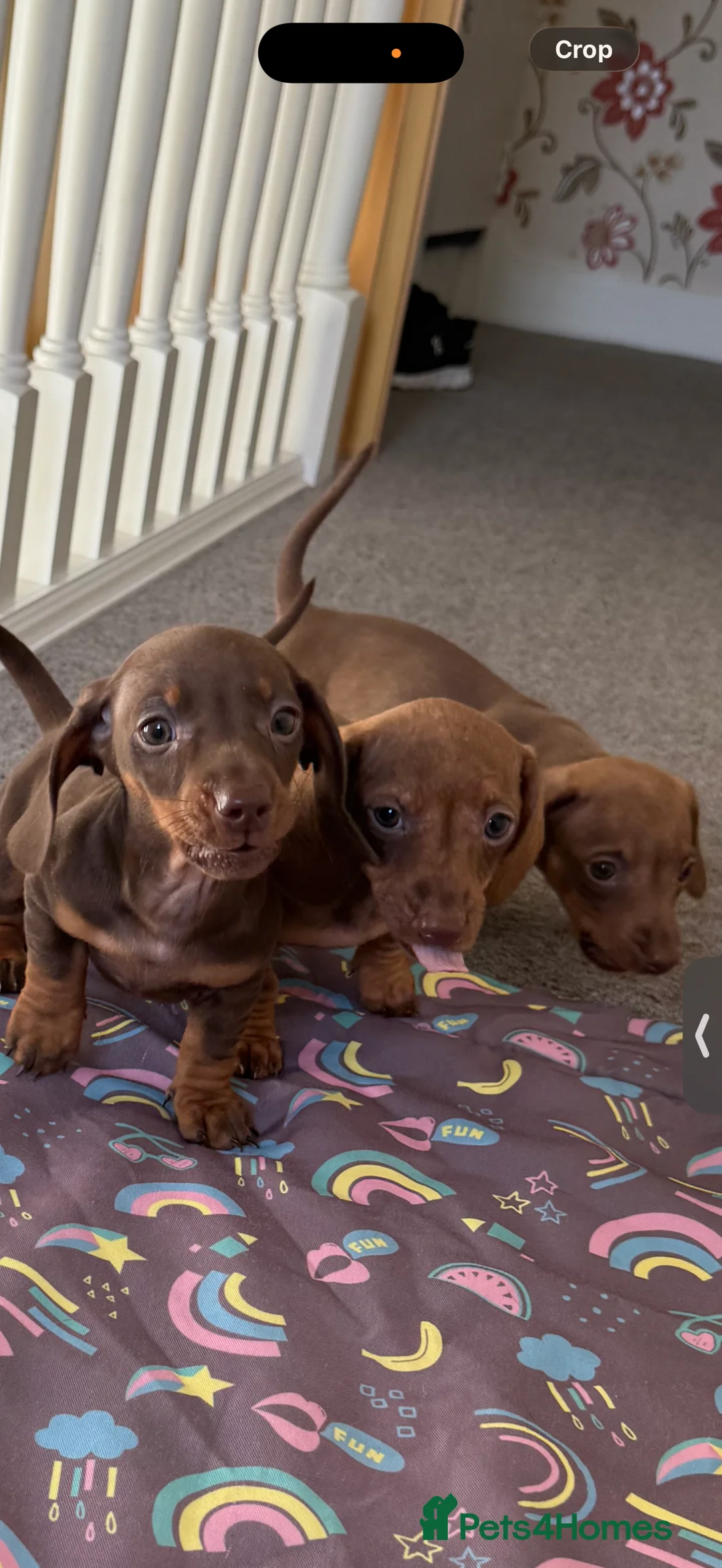 Miniature Dachshund dogs for sale: Mini dachshund puppies  - Advert 3
