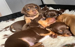 Miniature Dachshund dogs for sale: KC Miniature Dachshunds - Image 2
