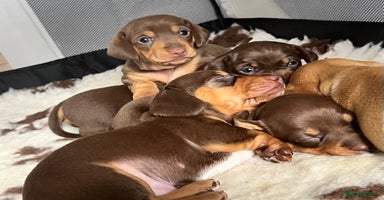 Miniature Dachshund dogs - Advert 4