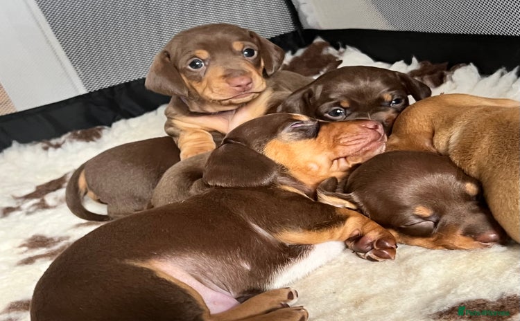 Miniature Dachshund dogs - Advert 2