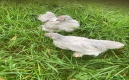 Chickens poultry for sale: Lavender pekins Rhode Island Red - Image 3