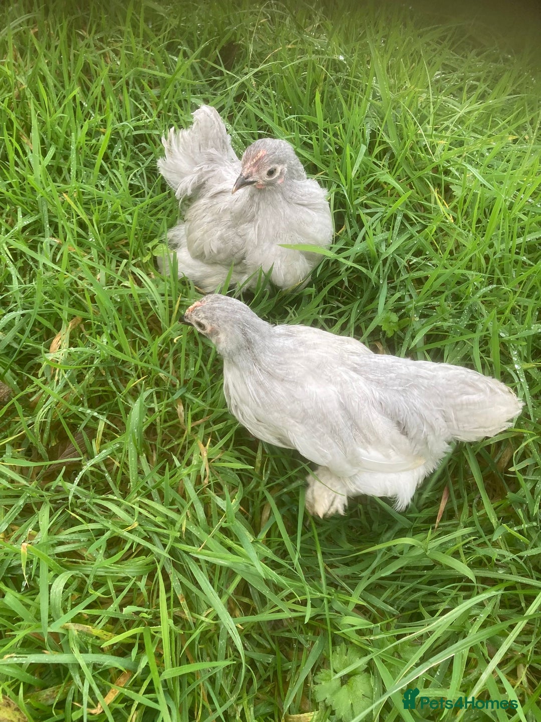 Chickens poultry for sale: Lavender pekins Rhode Island Red - Image 3