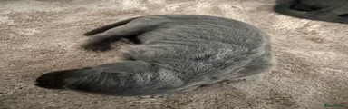 Weimaraner 2