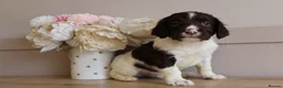 English Springer Spaniel dogs for sale: Beautiful English Springer spaniel pups - Advert 16
