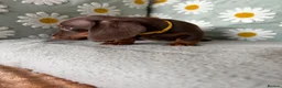 Miniature Dachshund dogs for sale: Puppies  - Advert 10