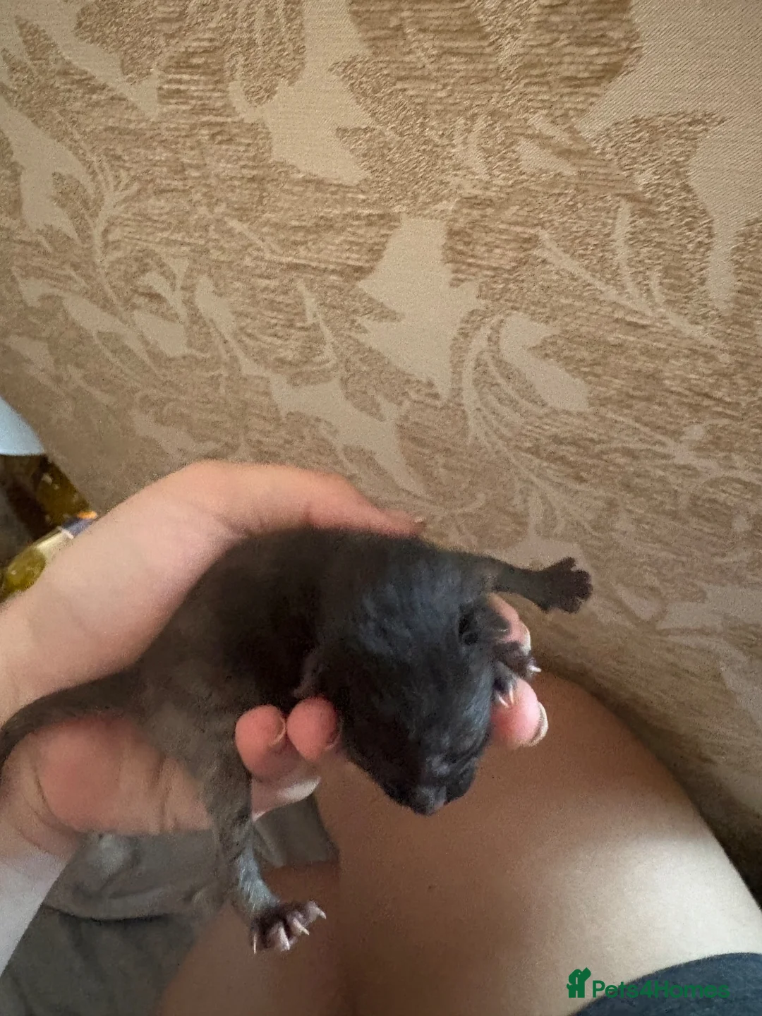 Mixed Breed cats for sale: 3 Kittens | 2 Boys, 1 Girl - Advert 2