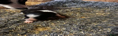 Border Collie 5