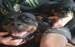 Rottweiler dogs for sale: Kc registered Serbian rottweilers  - Image 5