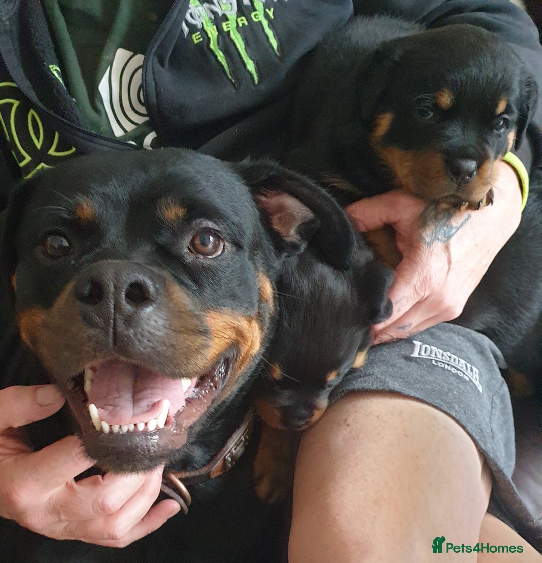 Rottweiler dogs for sale: Kc registered Serbian rottweilers  - Image 5