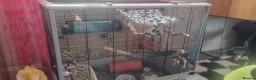 Rat rodents for sale: 2 lovely boys brothers  - Advert 1