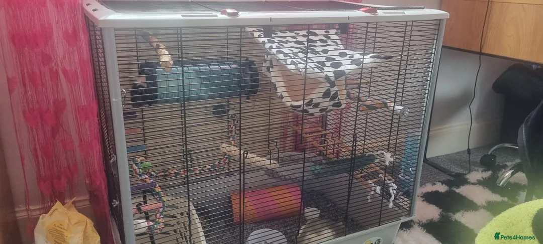 Rat rodents for sale: 2 lovely boys brothers  - Advert 1