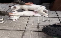 Siberian Husky dogs for sale: Siberian husky  - Image 3