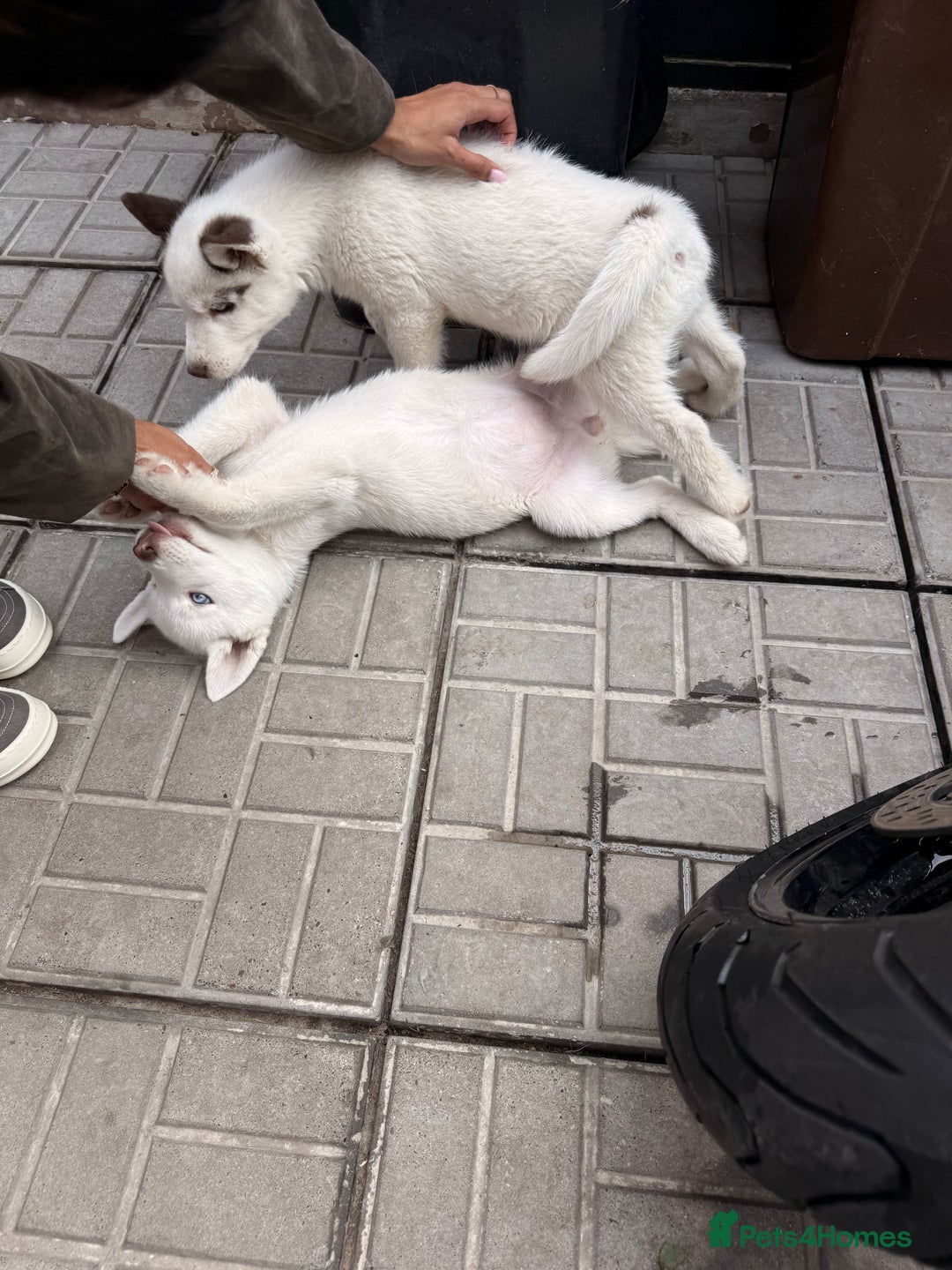 Siberian Husky dogs for sale: Siberian husky  - Image 3