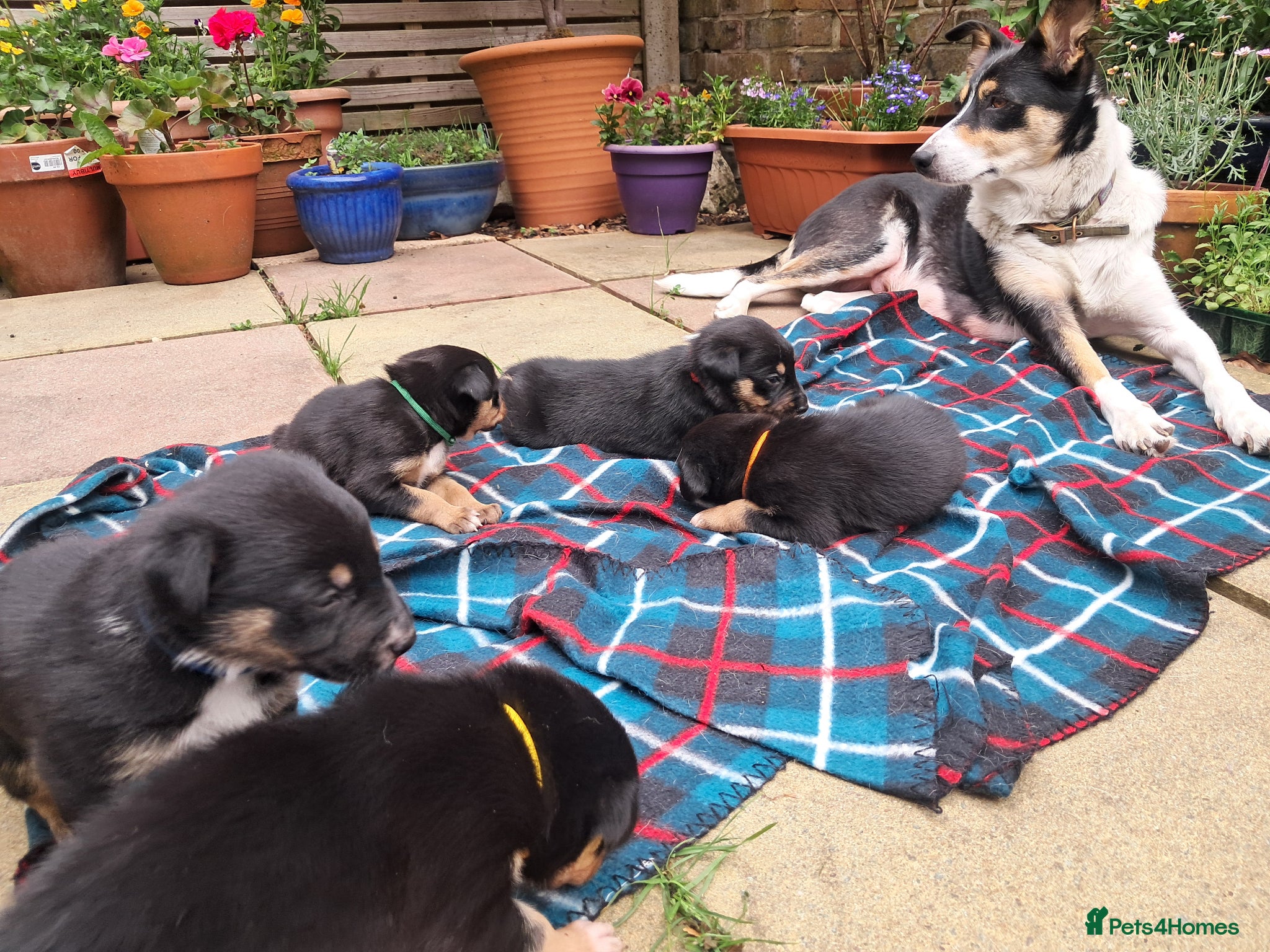 Mixed Breed dogs Gorgeous active kelpie x collie pups - Advert 5
