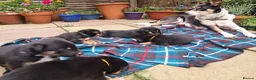Mixed Breed dogs for sale: Gorgeous active kelpie x collie pups in Waterlooville - Advert 1