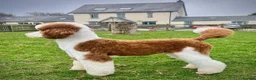 Poodle dogs for stud: Rare Red Tuxedo Moyen Poodle Stud - Advert 6