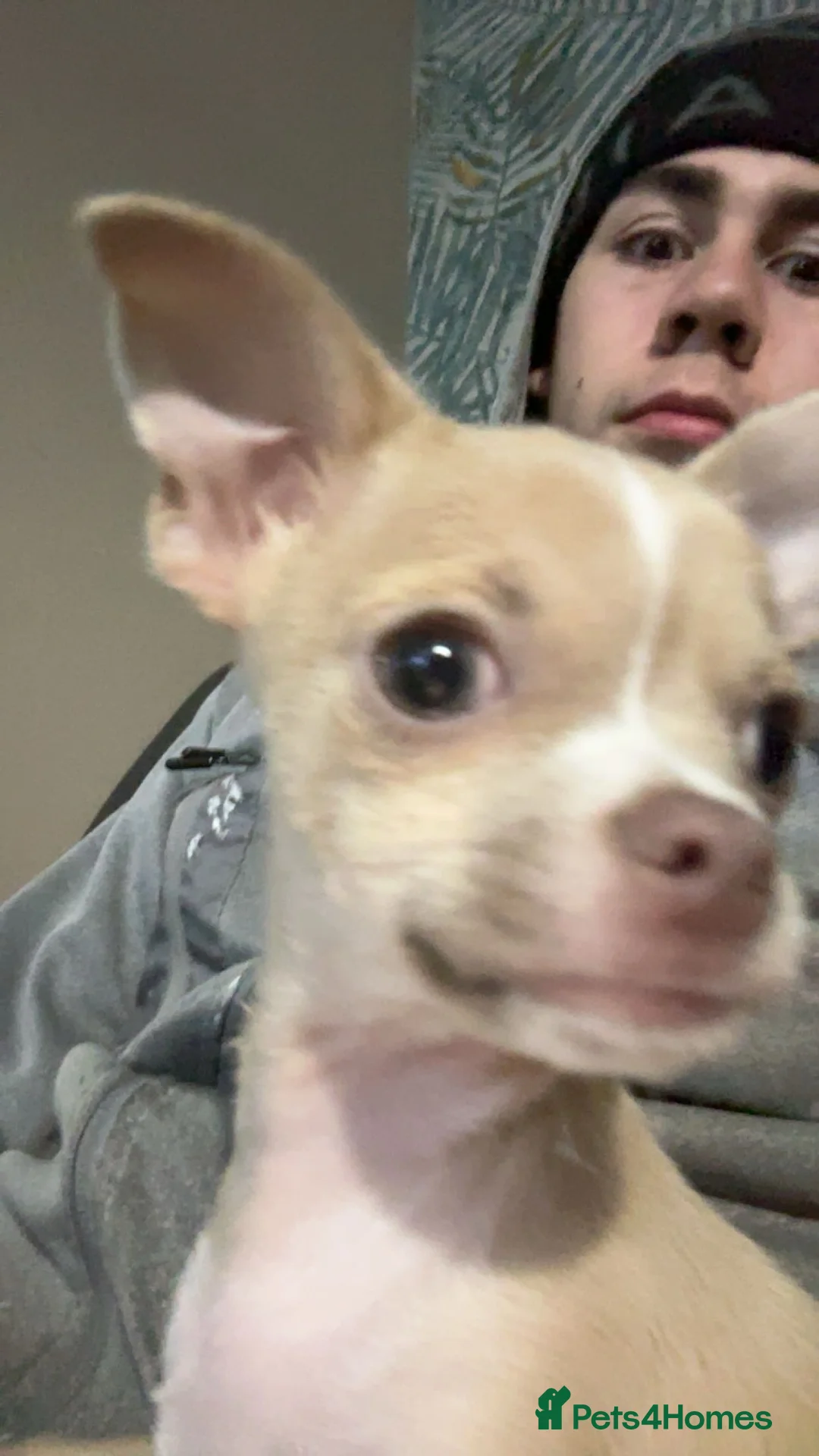 Chihuahua dogs for sale: Chihuahua for sale in Bognor Regis - Advert 4