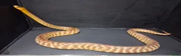 Python Snake reptiles for sale: Woma Python Female  - Advert 7