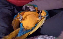 Macaws birds for sale: Blue & Gold Macaw For Sale - Image 2