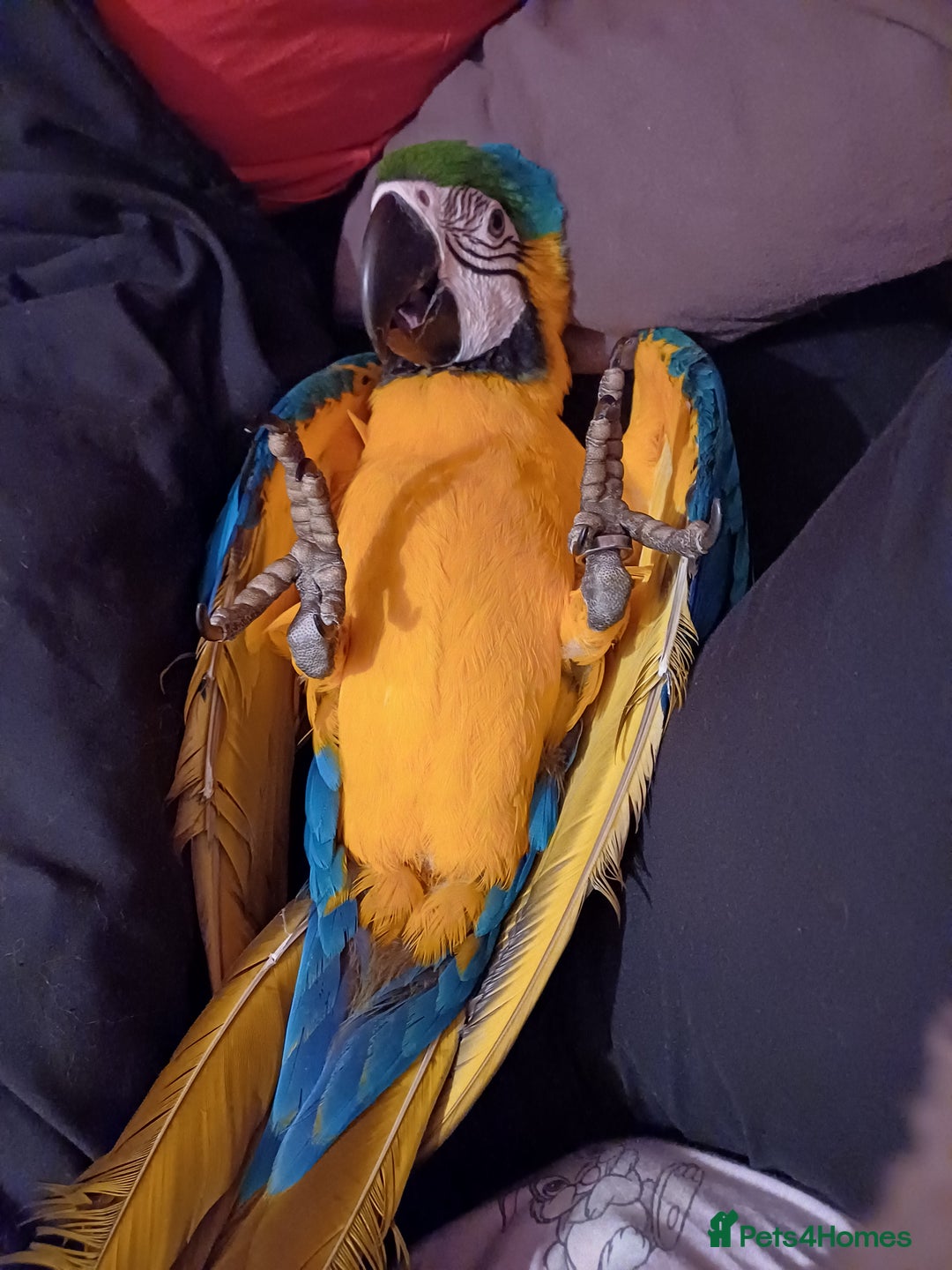 Macaws birds for sale: Blue & Gold Macaw For Sale - Image 2