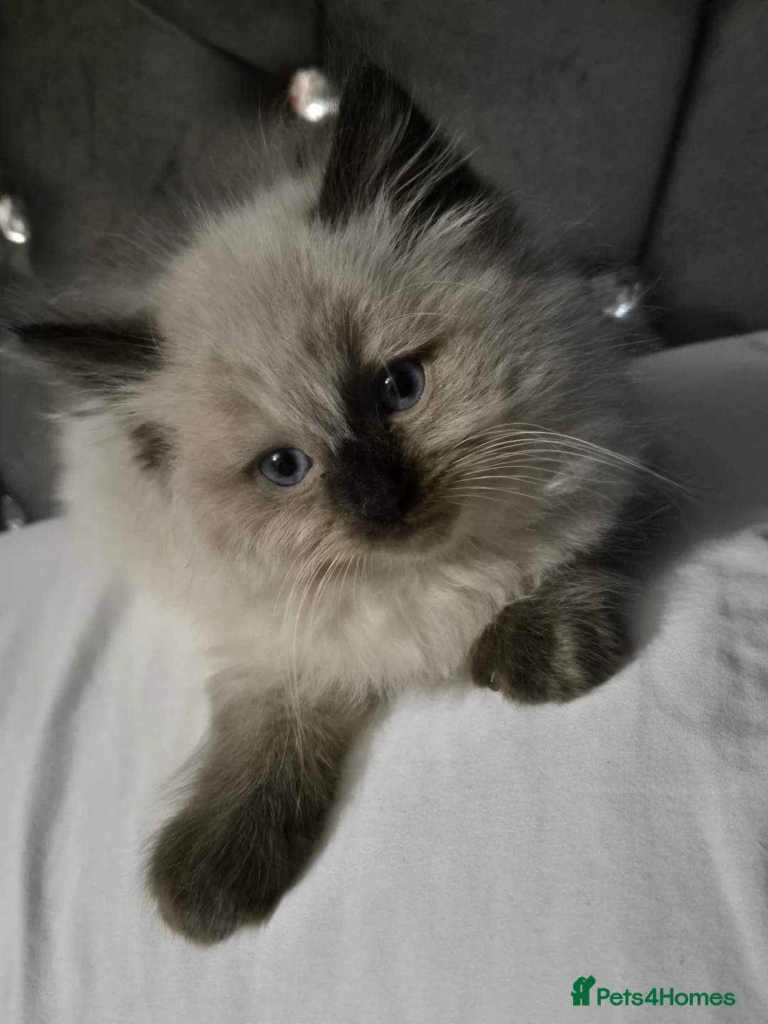 Ragdoll cats for sale: Female ragdoll kitten  - Advert 6
