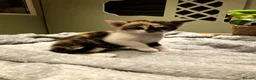 Mixed Breed cats for sale: KITTENS! Batch of Cuties for sale in Basinsgtoke - Advert 14