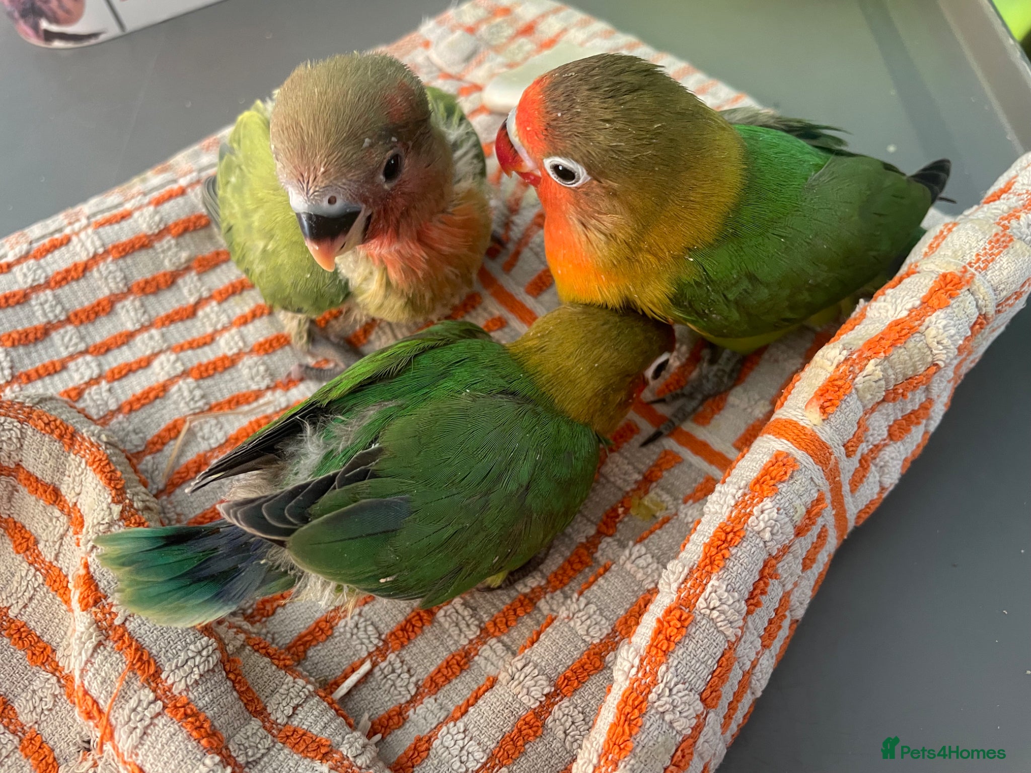 Lovebirds birds Hand reared baby lovebirds - Advert 2