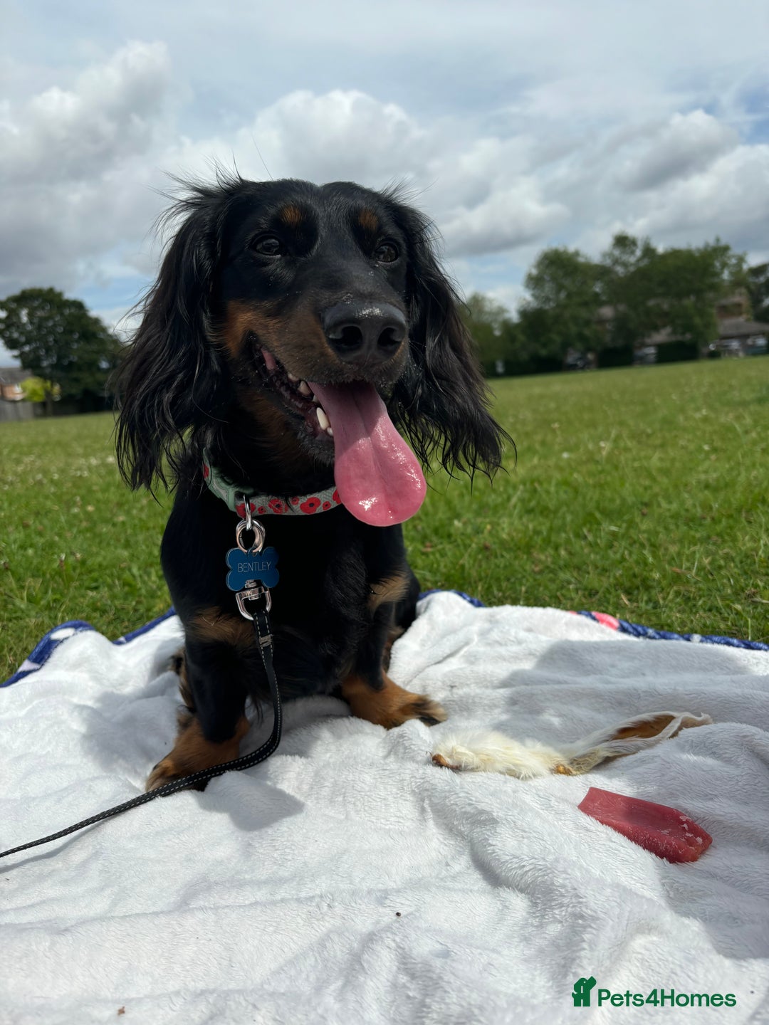 Miniature Dachshund dogs for sale:  long haired miniature dachshund male KC registere - Advert 14