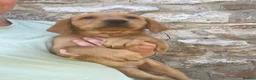 Labrador Retriever dogs for sale: Gorgeous Kc registered Labrador  in Honiton - Advert 3