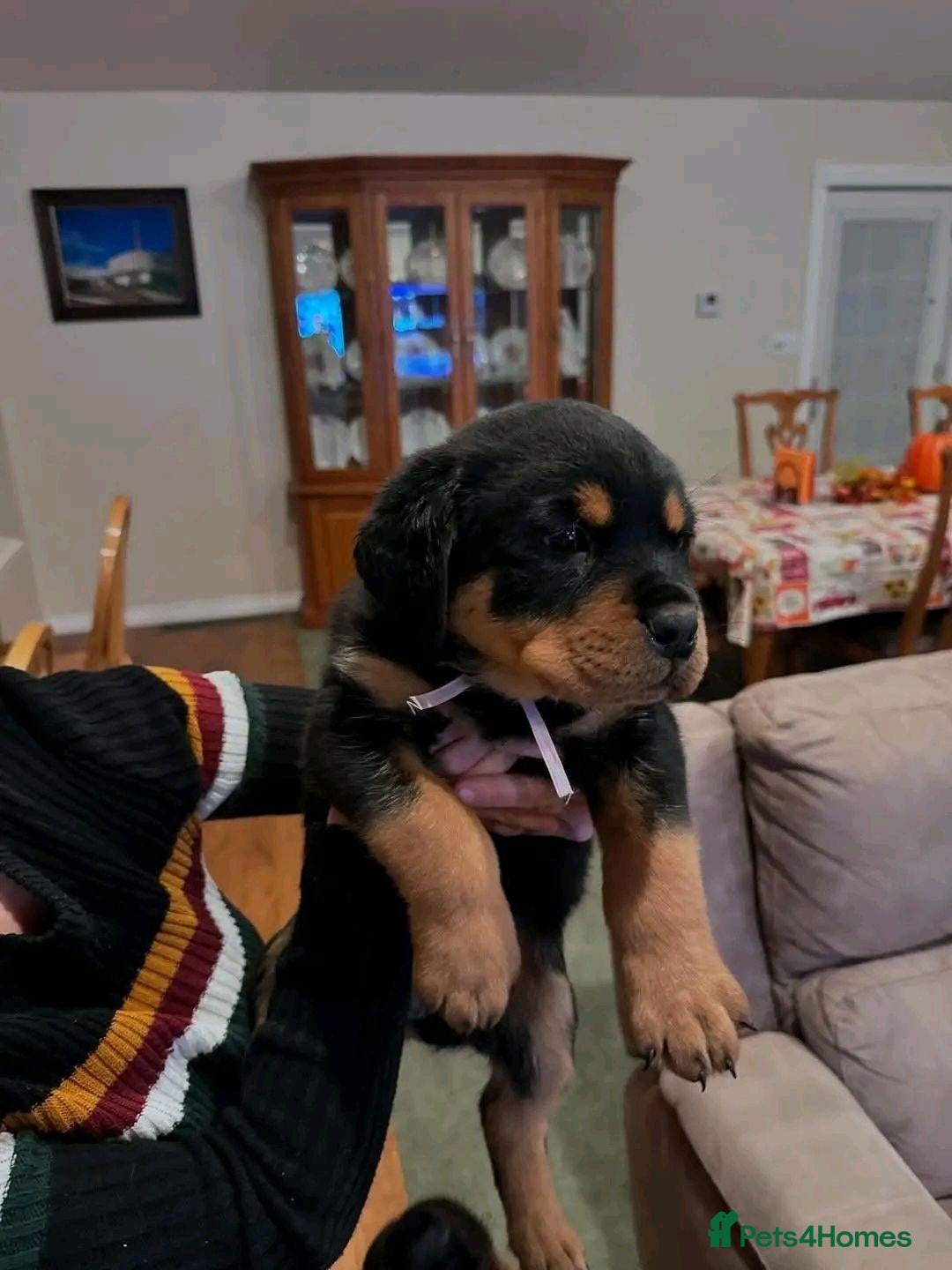 Rottweiler dogs for sale: We have Stunning Rotties puppy - Advert 15