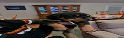 Rottweiler dogs for sale: We have Stunning Rotties puppy in Taunton - Advert 1