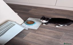 Mixed Breed cats for sale: X2 male cats Batman & Blacky - Image 8