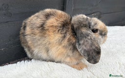 Mini Lop rabbits for sale: 🤎Chocolate Boy Mini Lop Ready to Leave 🤎 - Image 10