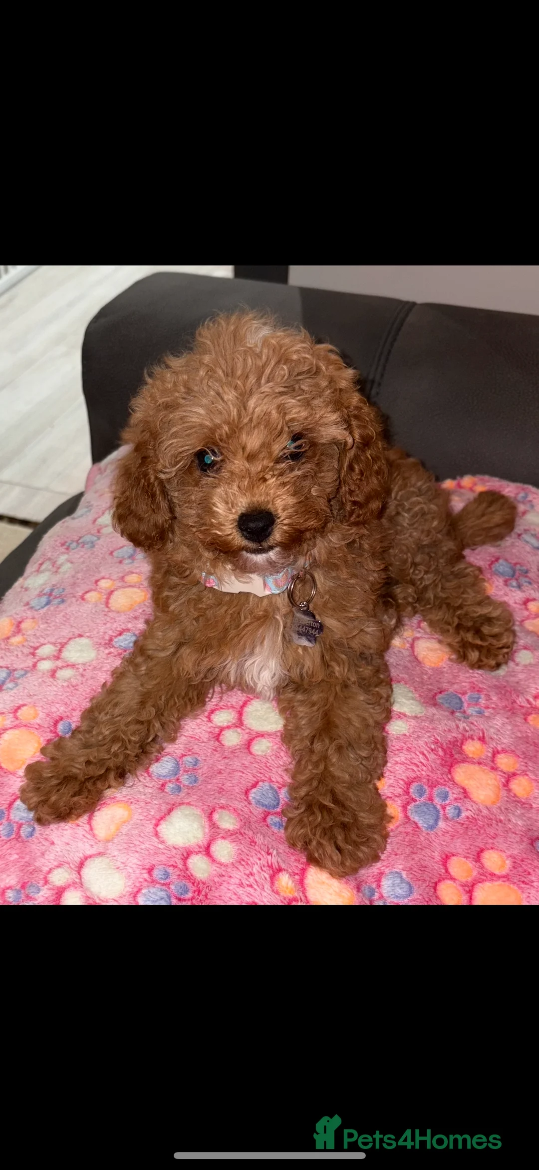 Cavapoo dogs for sale: Extensively DNA health tested and trained girl   - Advert 4
