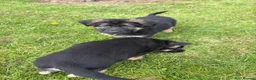 Mixed Breed dogs for sale: German shepherd.  - Advert 5