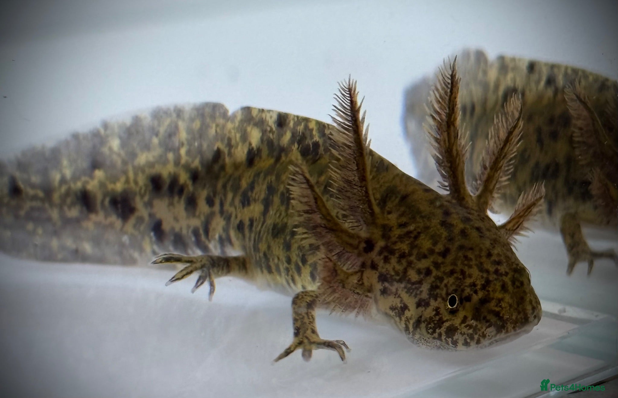 Axolotl reptiles Axolotl juveniles - Advert 2