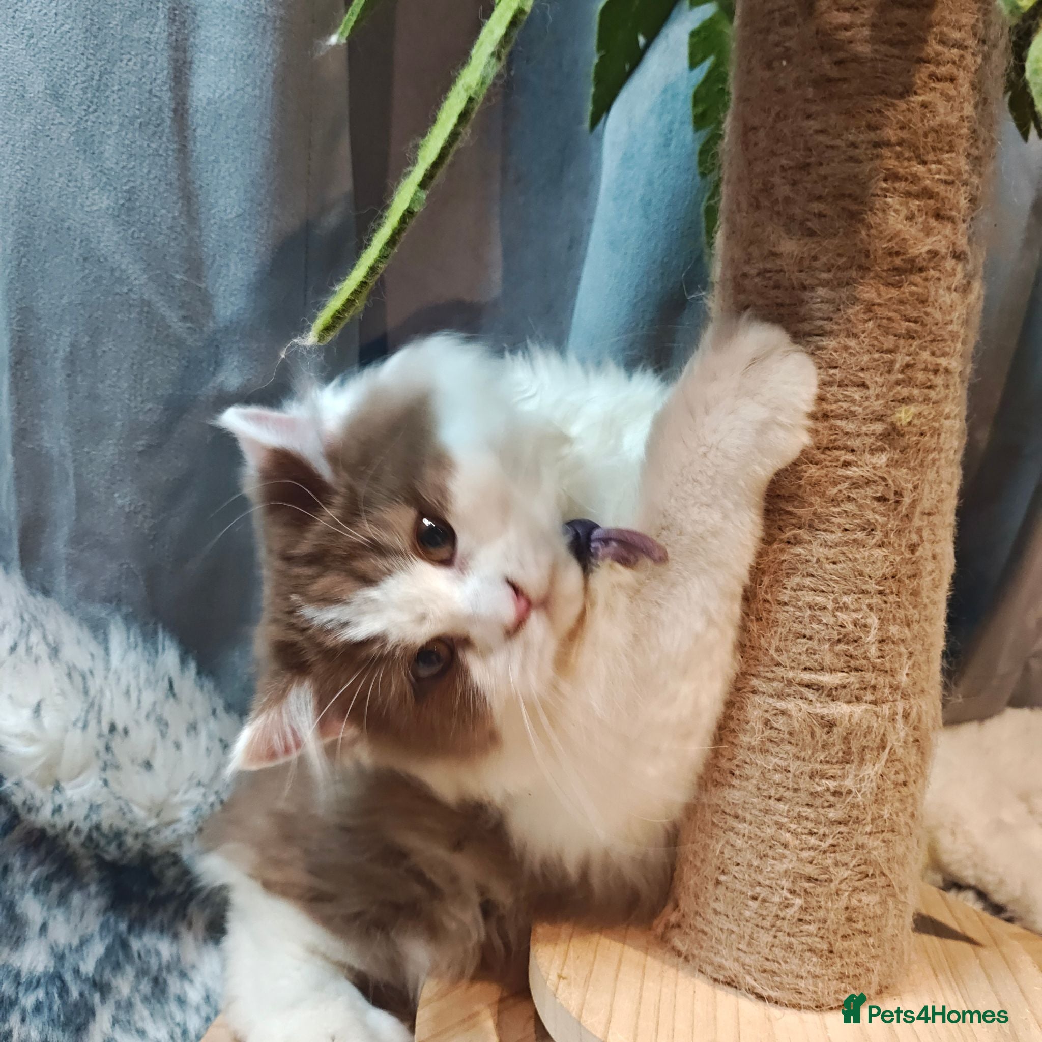 British Longhair cats TICA Cinnamon bi colour male  - Advert 2