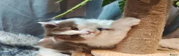 British Longhair cats for sale: Cinnamon bi colour, blue golden  - Advert 10