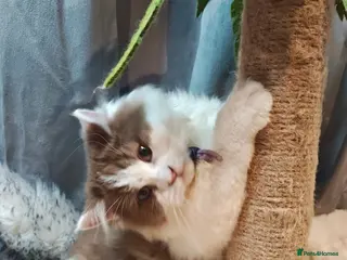 British Longhair cats TICA Cinnamon bi colour male - Advert 2