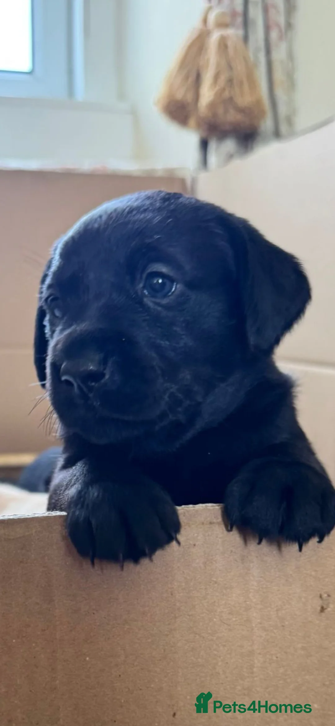 Labrador Retriever dogs for sale: Beautifully bred black girl pup - Advert 1