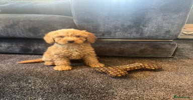 Mixed Breed dogs - Advert 12
