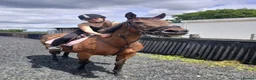 Irish Thoroughbred horses for sale: BAY MARE 15'2 MIDDLEWEIGHT TB  - Advert 4