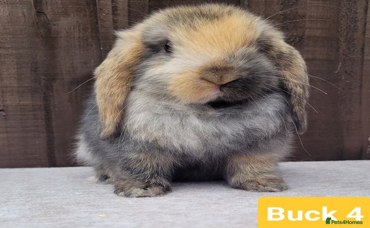 Mini Lop rabbits in Shaftesbury - Advert 7