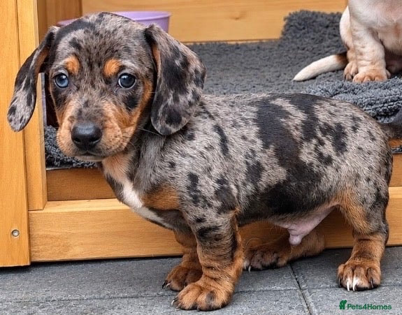 Dachshund dogs Dachshunds - Advert 2
