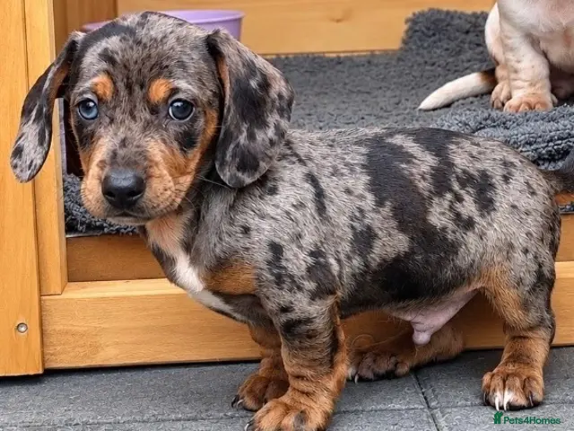 Dachshund dogs Dachshunds - Advert 2