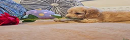 Cavapoo dogs for sale: Outstanding Cavapoo Puppies  - Advert 29