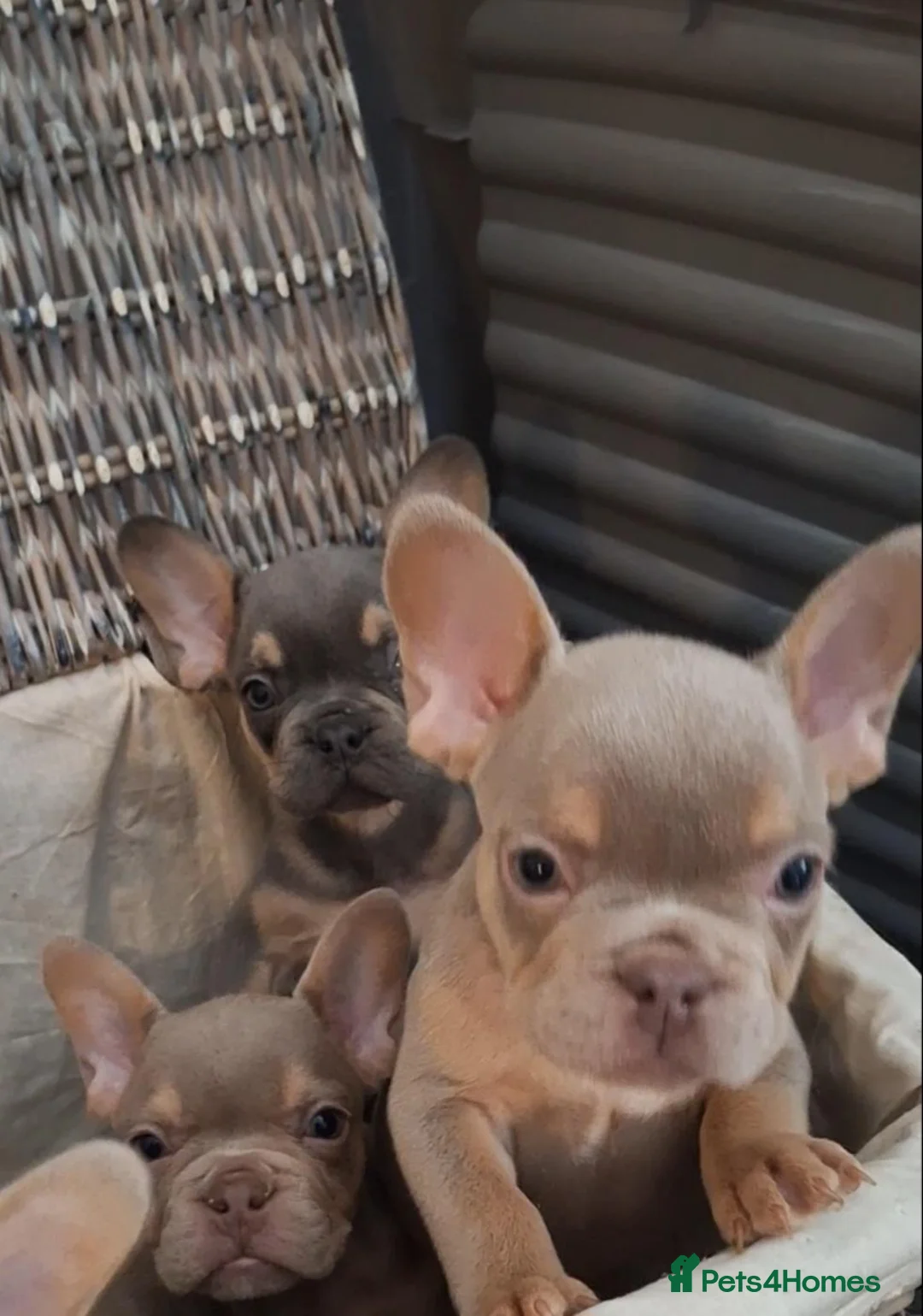 French Bulldog dogs for sale: Beautiful quality pups - Advert 1