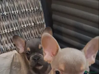 French Bulldog dogs Beautiful quality pups - Advert 12